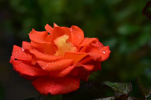 Bela Rosa Vermelha Jardim — Fotografia de Stock