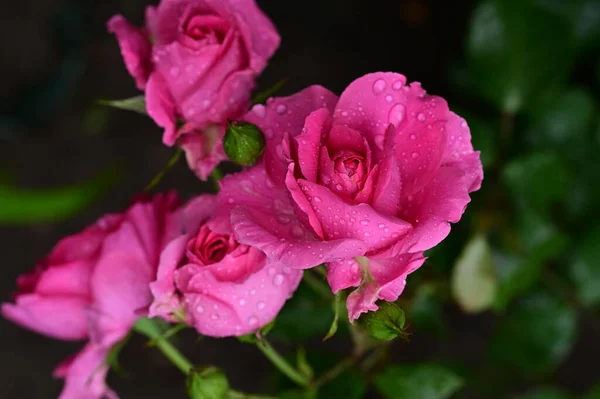 Belles Roses Poussant Dans Jardin Journée Ensoleillée Été — Photo