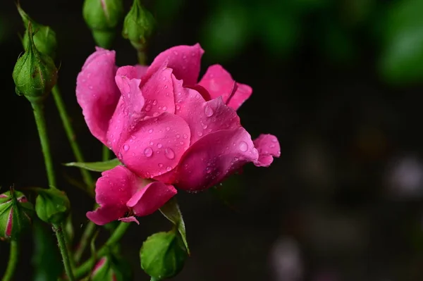 Красива Квітка Троянди Саду — стокове фото