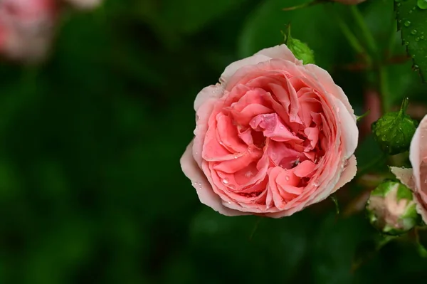 Красиві Троянди Ростуть Саду Літній Сонячний День — стокове фото