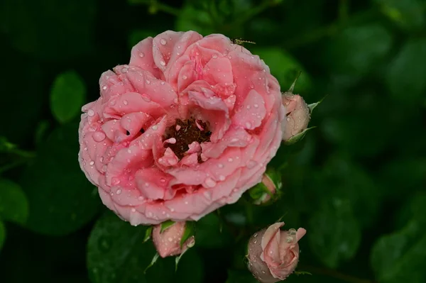 夏の晴れた日に庭で育つ美しいバラ — ストック写真