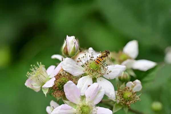 Arının Güzel Beyaz Çiçeklerin Üzerinde Oturduğu Yakın Plan Bir Çekim — Stok fotoğraf