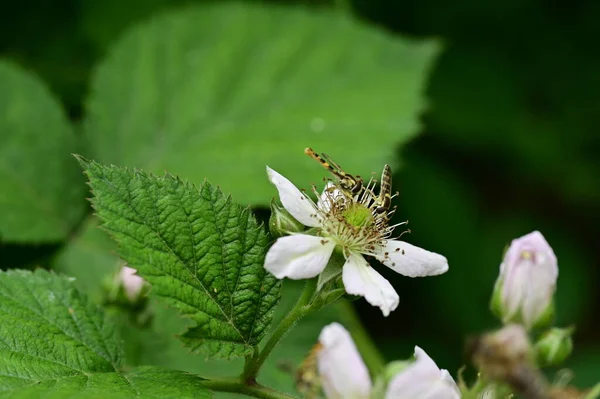 Bahçedeki Çiçeklerin Üzerinde Oturan Böcekler — Stok fotoğraf