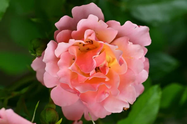 Indah Bunga Mawar Taman — Stok Foto