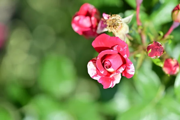 Beautiful Roses Growing Garden Summer Sunny Day — Stock Photo, Image