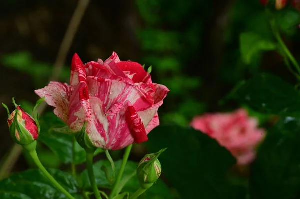 Piękne Róże Rosnące Ogrodzie Letni Słoneczny Dzień — Zdjęcie stockowe