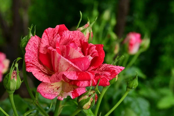 Красивые Розы Растут Саду Летний Солнечный День — стоковое фото