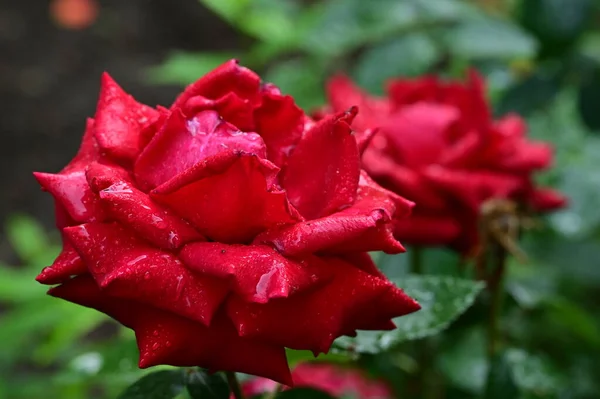 Красивые Цветы Розы Саду — стоковое фото