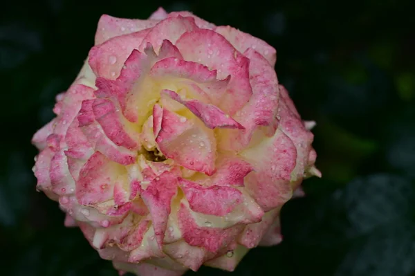 Indah Bunga Mawar Taman — Stok Foto