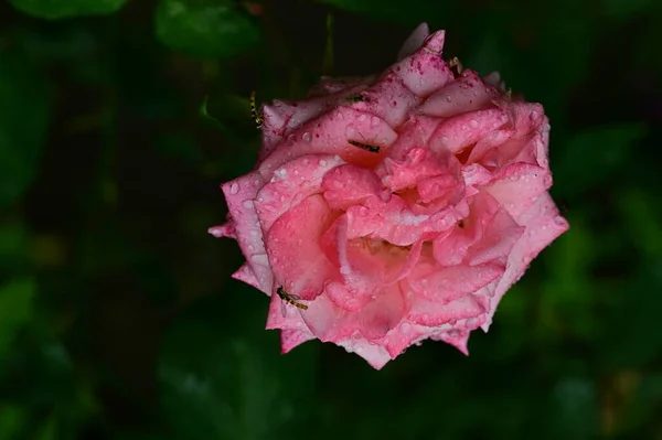Красивый Цветок Розы Саду — стоковое фото