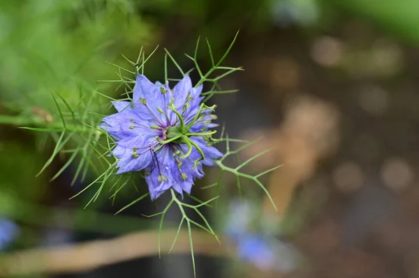 stock image beautiful purple flowers in the garden