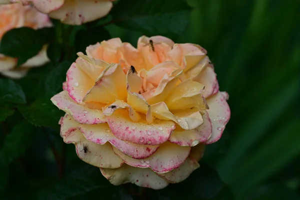 Piękne Kwiaty Róży Ogrodzie — Zdjęcie stockowe