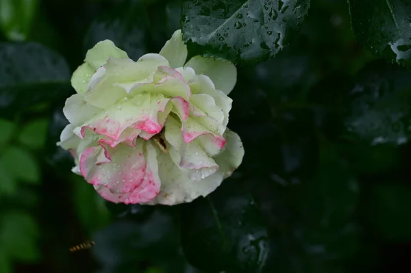 Bahçedeki Güzel Gül Çiçeği — Stok fotoğraf