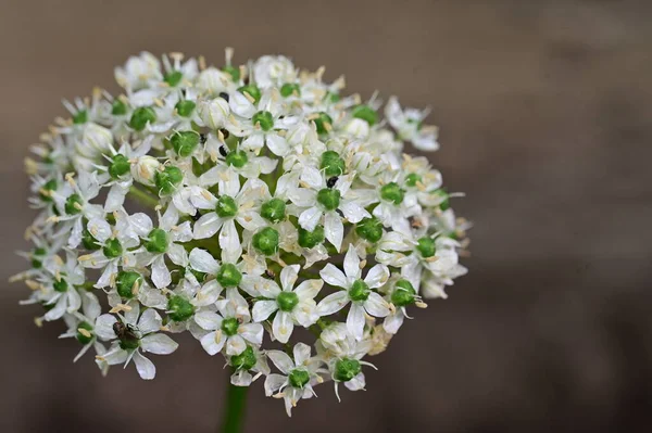 Güzel Beyaz Bir Ortanca Çiçeğinin Yakın Plan Çekimi — Stok fotoğraf