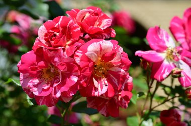 Güneşli yaz gününde bahçede büyüyen güzel güller. 