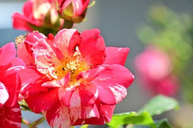 Güneşli yaz gününde bahçede büyüyen güzel güller. 