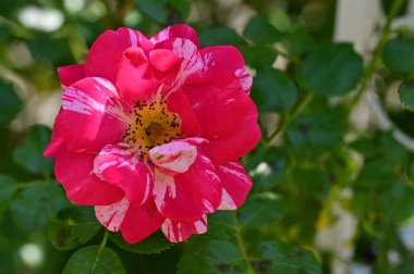 Güneşli yaz gününde bahçede büyüyen güzel güller. 