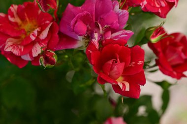 Güneşli yaz gününde bahçede büyüyen güzel güller. 