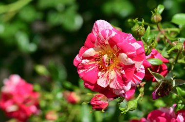 Güneşli yaz gününde bahçede büyüyen güzel güller. 