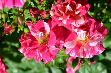 Güneşli yaz gününde bahçede büyüyen güzel güller. 