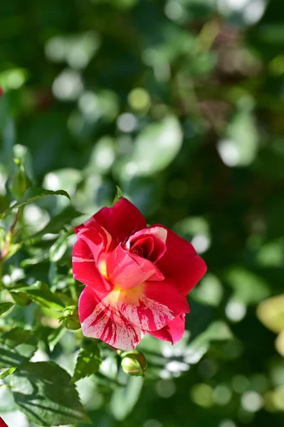 夏日阳光明媚的花园里生长着美丽的玫瑰 — 图库照片