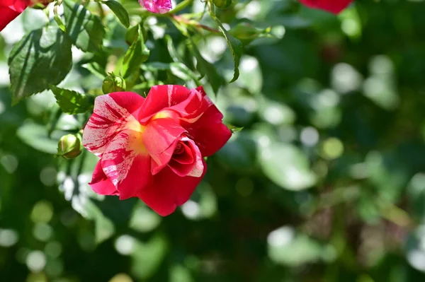 Bellissime Rose Che Crescono Giardino Estate Giornata Sole — Foto Stock