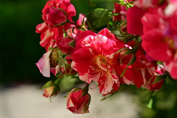 Güneşli Yaz Gününde Bahçede Büyüyen Güzel Güller — Stok fotoğraf