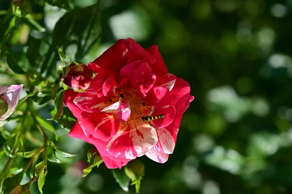 정원에 아름다운 장미꽃 — 스톡 사진