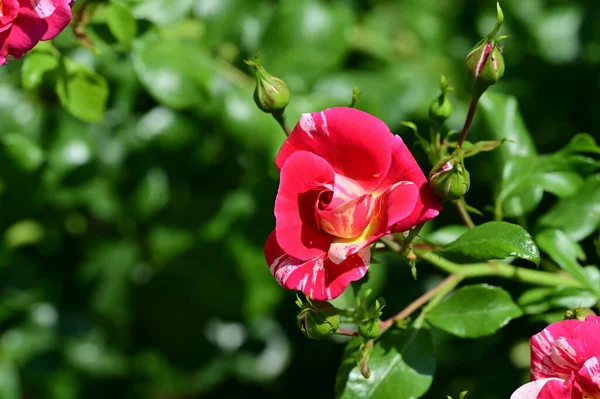 Красиві Квіти Троянд Саду — стокове фото