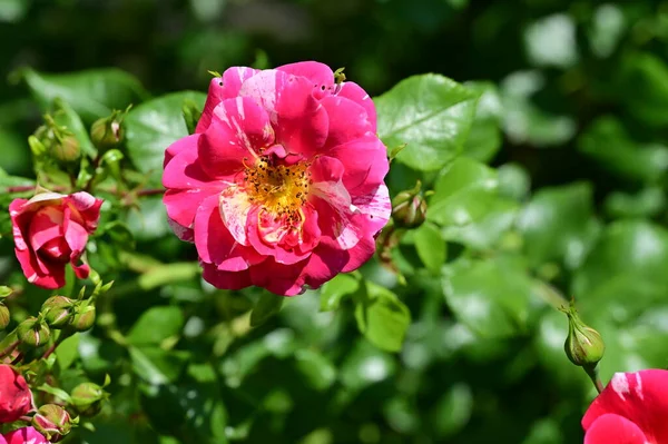 Красиві Квіти Троянд Саду — стокове фото