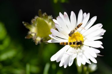 Bahçedeki beyaz çiçeklerin üzerinde oturan arılar.