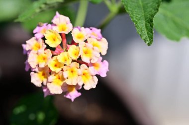 Güzel botanik fotoğrafı, doğal duvar kağıdı. Bahçede büyüyen güzel bir çiçek 