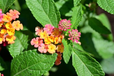 Güzel botanik fotoğrafı, doğal duvar kağıdı. Bahçede büyüyen güzel çiçekler 