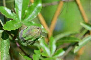 Yeşil bitkilerin kapatılması, bitki konsepti