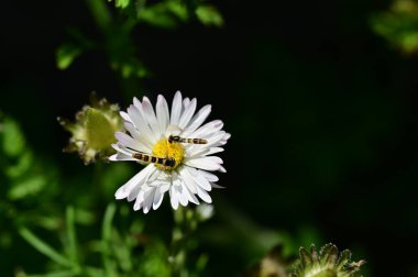Bahçedeki beyaz çiçeklerin üzerinde oturan arılar.