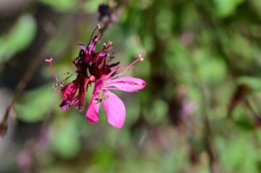 Arı pembe çiçeklerin üzerinde oturuyor. 