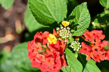 Güzel botanik fotoğrafı, doğal duvar kağıdı. Bahçede büyüyen güzel çiçekler 