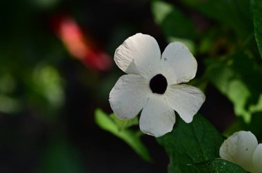 Güzel botanik fotoğrafı, doğal duvar kağıdı. Bahçede büyüyen güzel bir çiçek 