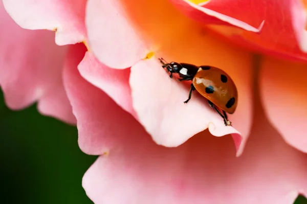 Ladybug Цветок Розы Саду — стоковое фото