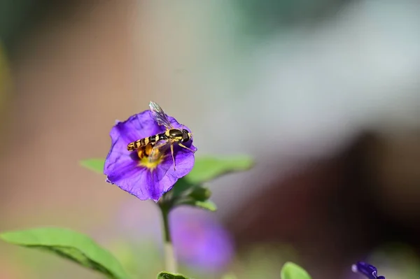 Бджола Фіолетових Квітах Саду — стокове фото
