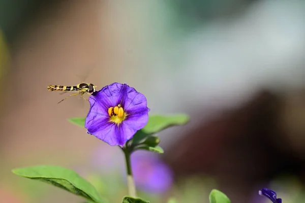 Biene Auf Lila Blüten Garten — Stockfoto