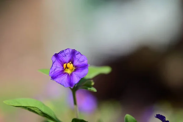 Schöne Lila Blumen Garten — Stockfoto