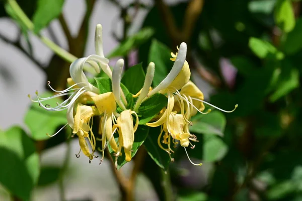 美しいボタニカルショット自然壁紙 庭で育つ美しい花は — ストック写真