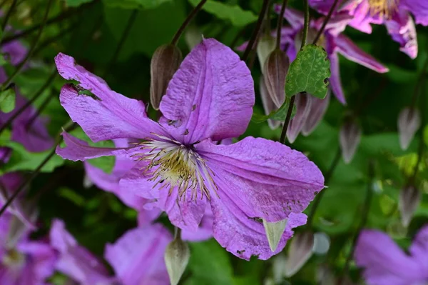 Piękny Botaniczny Strzał Naturalna Tapeta Piękne Kwiaty Rosnące Ogrodzie — Zdjęcie stockowe
