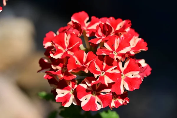 Krásné Červené Květy Zahradě — Stock fotografie