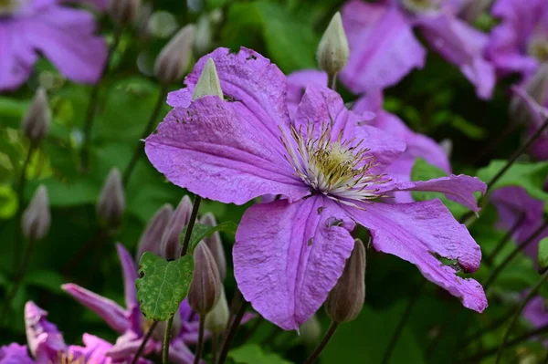 Stock image beautiful botanical shot, natural wallpaper. beautiful flowers growing in the garden 