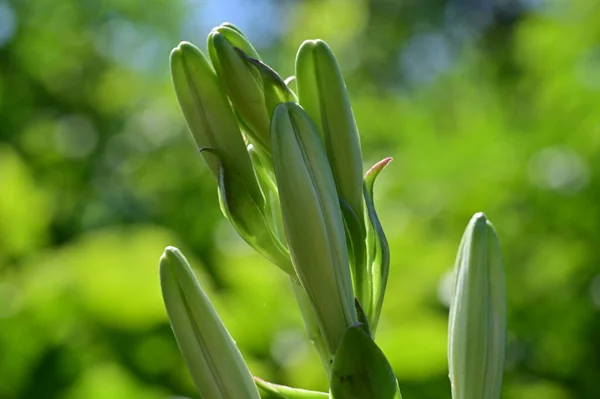 Крупним Планом Зелені Рослини Концепція Флори — стокове фото