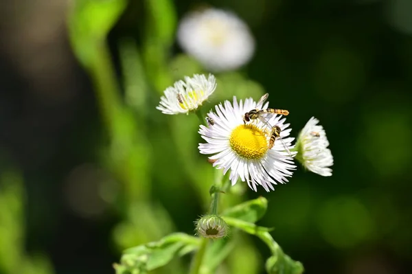 蜜蜂在花园里美丽的花朵上 — 图库照片