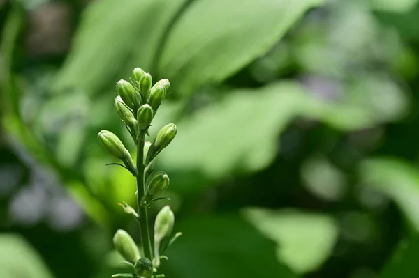 Nahaufnahme Grüner Pflanzen Flora Konzept — Stockfoto