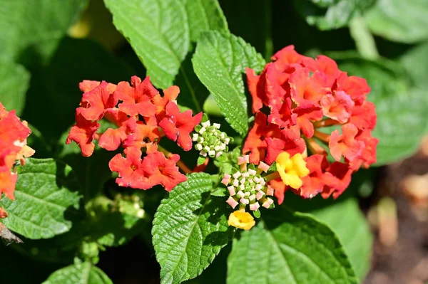 stock image beautiful botanical shot, natural wallpaper. beautiful flowers growing in the garden 